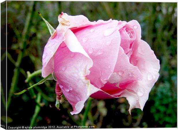 Rose Canvas Print by sylvia plumridge