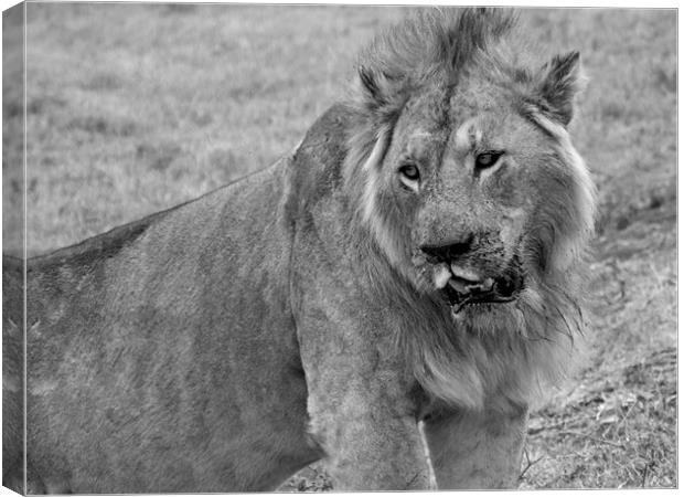 Lion In The Serengeti Canvas Print by Paula Guy
