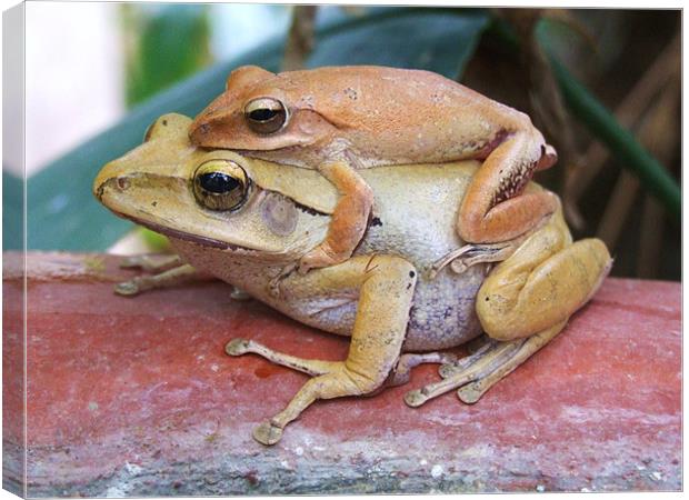 Mother And Baby Frogs Canvas Print by Paula Guy