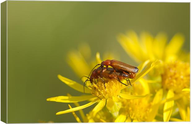 Soldier Beetles Mating Canvas Print by Philip Berry
