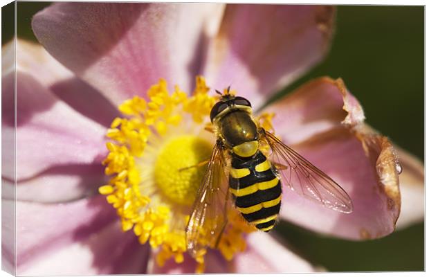 Nomad Bee Feeding Canvas Print by Philip Berry