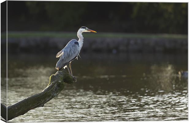 Grey Heron Fishing Canvas Print by Philip Berry