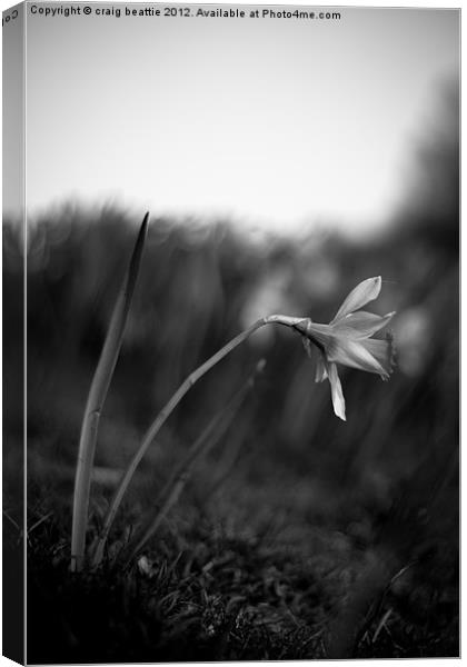 Solo Daffodil Canvas Print by craig beattie