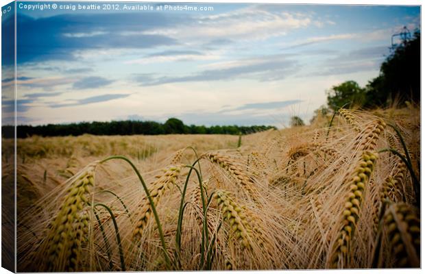 Field of Gold Canvas Print by craig beattie