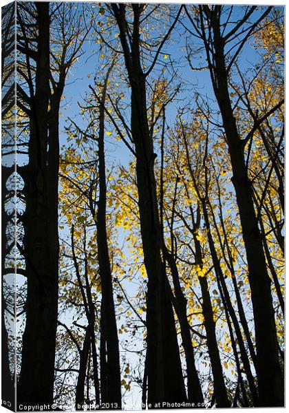 Autumnal Trees Canvas Print by craig beattie