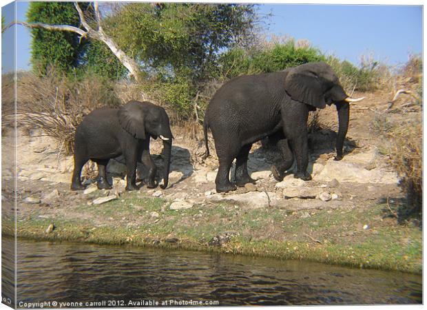 Mum and Baby Elephant Canvas Print by yvonne & paul carroll