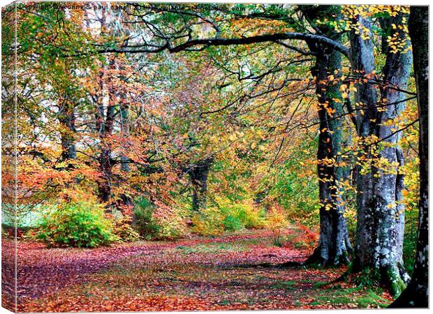  Autumn walk Canvas Print by yvonne & paul carroll