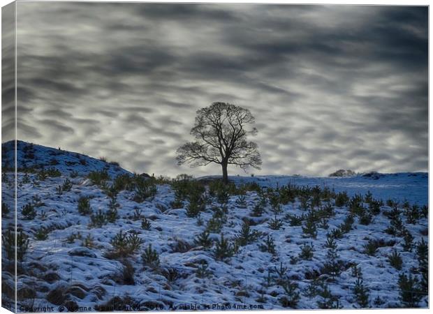 Winter sky, lone tree on a hill Canvas Print by yvonne & paul carroll
