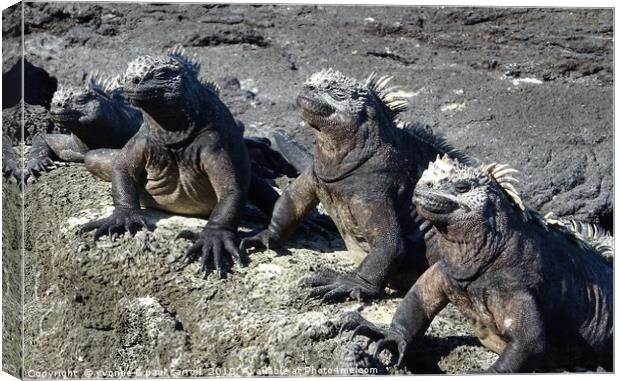 Galapagos marine iguanas sunning themselves Canvas Print by yvonne & paul carroll