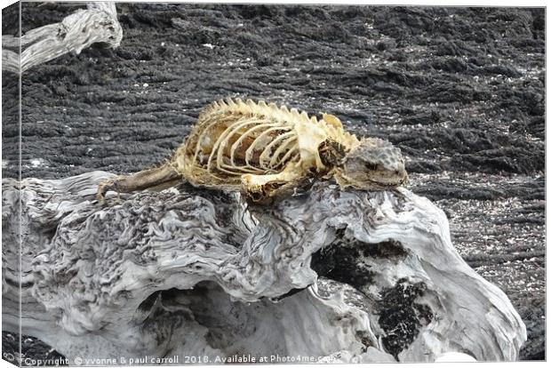 Carcass of a dead Galapagos marine iguana Canvas Print by yvonne & paul carroll