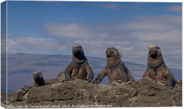 Marine iguanas enjoying the sun in the Galapagos Canvas Print by yvonne & paul carroll