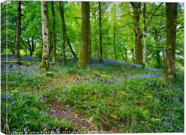 Bluebell Woods near Ambleside  Canvas Print by yvonne & paul carroll