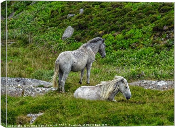 Semi wild ponies, Outer Hebrides, South Uist Canvas Print by yvonne & paul carroll