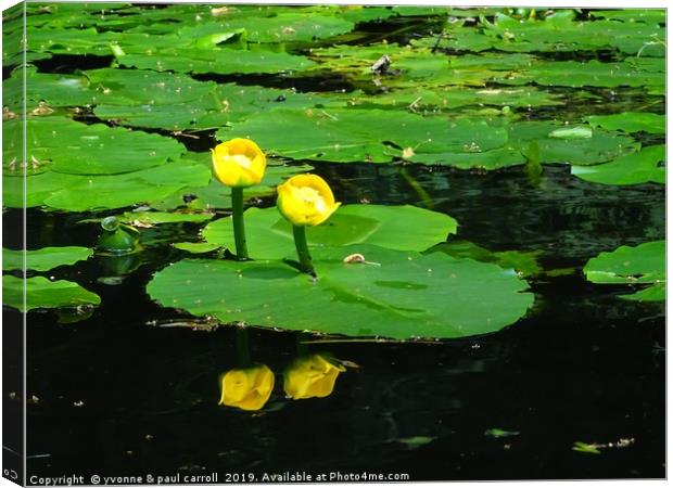 Water Lilies on the Forth & Clyde canal Canvas Print by yvonne & paul carroll