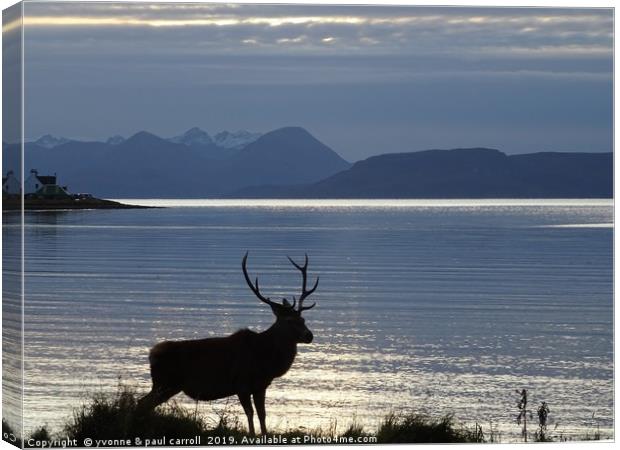 Stag at Applecross Bay, Wester Ross, Scotland Canvas Print by yvonne & paul carroll
