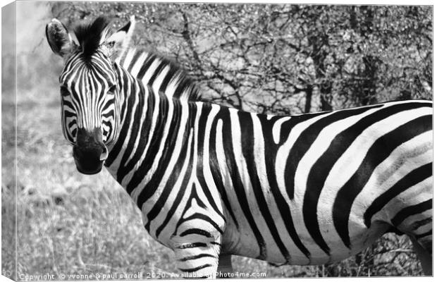 Zebra in B&W, South Africa Canvas Print by yvonne & paul carroll