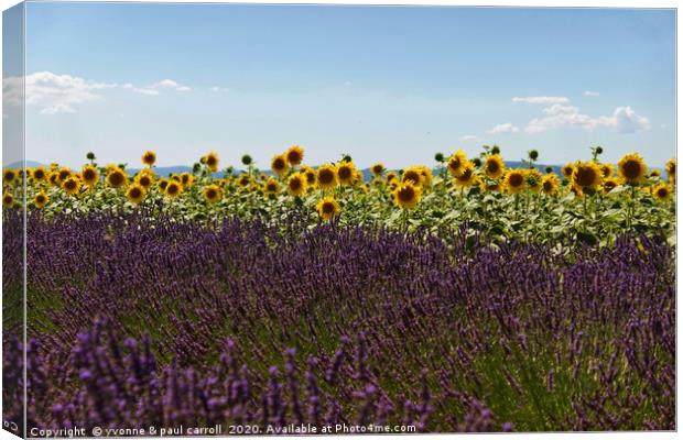 Lavender and Sunflowers Canvas Print by yvonne & paul carroll