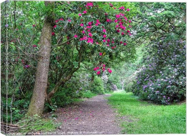 A walk in the woods, Pollok Country Park           Canvas Print by yvonne & paul carroll