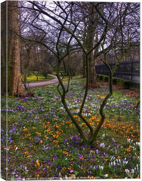 Glasgow Botanic Gardens crocuses in Spring Canvas Print by yvonne & paul carroll