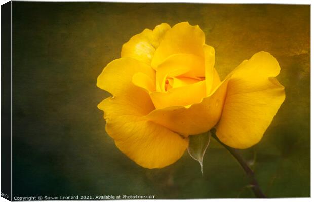 Rose in yellow Canvas Print by Susan Leonard