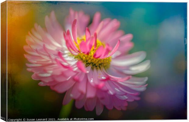 Daisy in pink and white Canvas Print by Susan Leonard