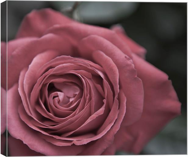 ROSE Canvas Print by David Pacey