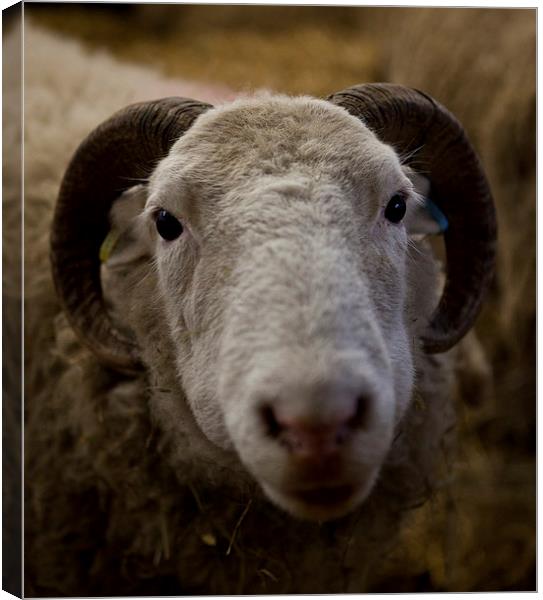 Sheep Canvas Print by David Pacey