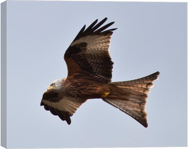 RED KITE Canvas Print by David Pacey