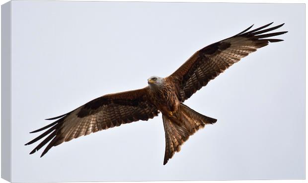 RED KITE Canvas Print by David Pacey