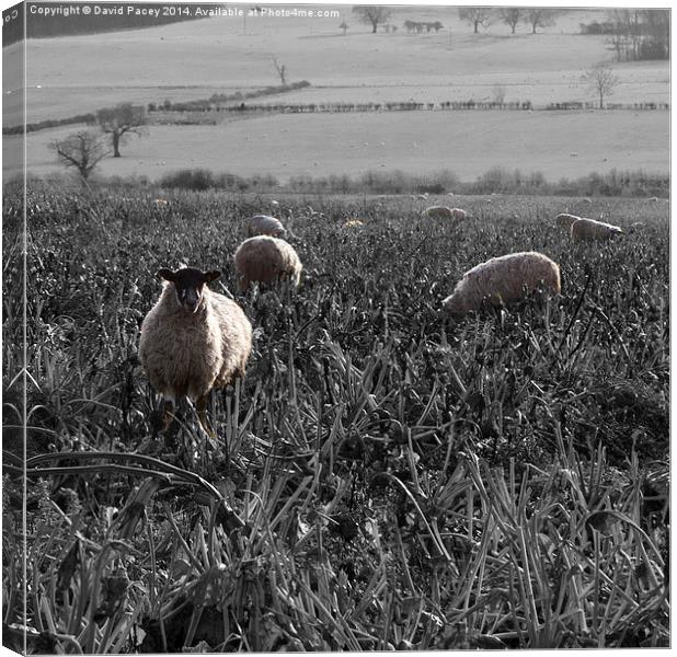  Sheep  Canvas Print by David Pacey