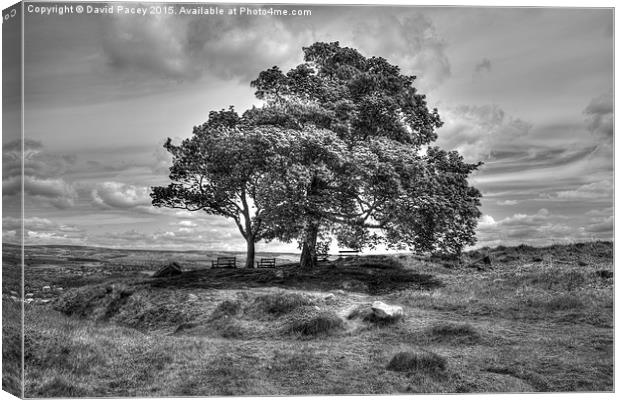   Ilkley Moor Canvas Print by David Pacey