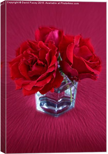  ROSE Canvas Print by David Pacey