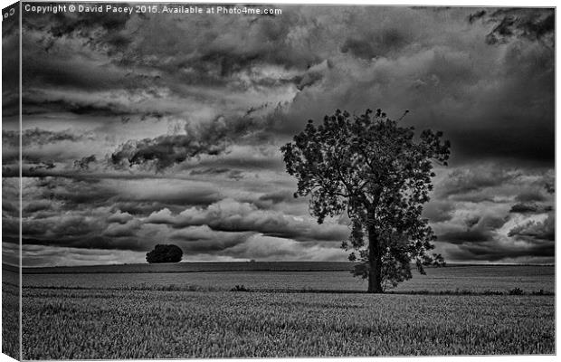  The Corn field Canvas Print by David Pacey