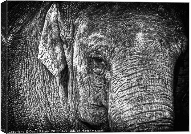 Elephant Canvas Print by David Pacey