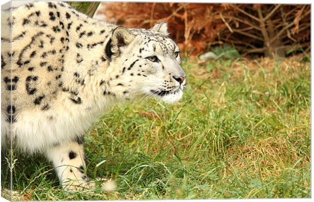 Snow Leopard Canvas Print by Selena Chambers