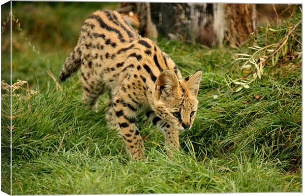 Serval Kitten Pouncing Canvas Print by Selena Chambers