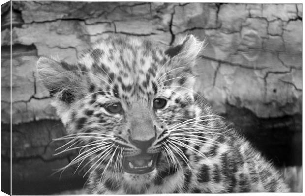 Amur Leopard Cub Canvas Print by Selena Chambers