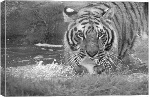Tiger Playing in Water Canvas Print by Selena Chambers