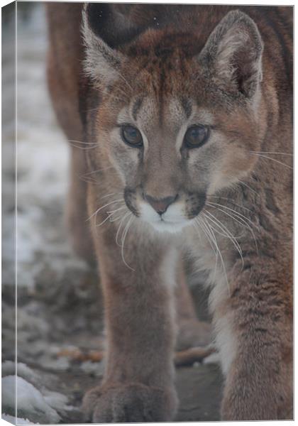 Puma Cub in the Snow Canvas Print by Selena Chambers