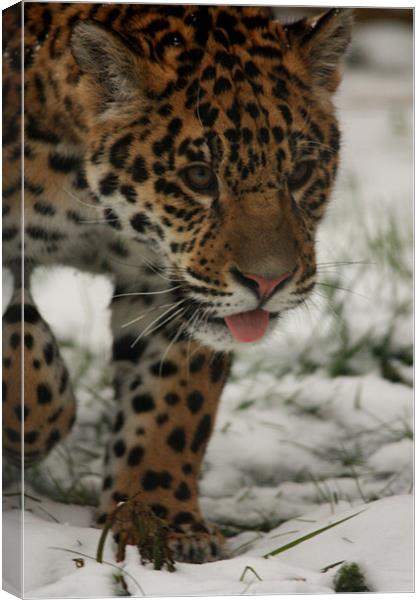 Jaguar in Snow Canvas Print by Selena Chambers