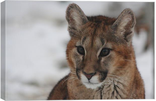 Puma Cub in Snow Canvas Print by Selena Chambers