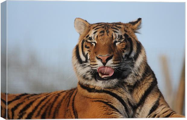Tiger licking his lips Canvas Print by Selena Chambers