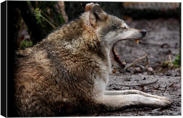 Wolf Yawning Canvas Print by Selena Chambers
