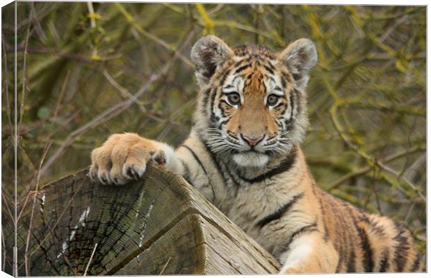 Amur Tiger Cub Canvas Print by Selena Chambers
