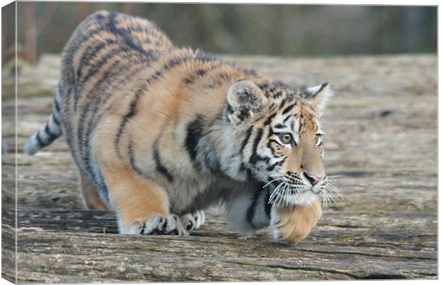 Amur Tiger Cub Stalking Canvas Print by Selena Chambers