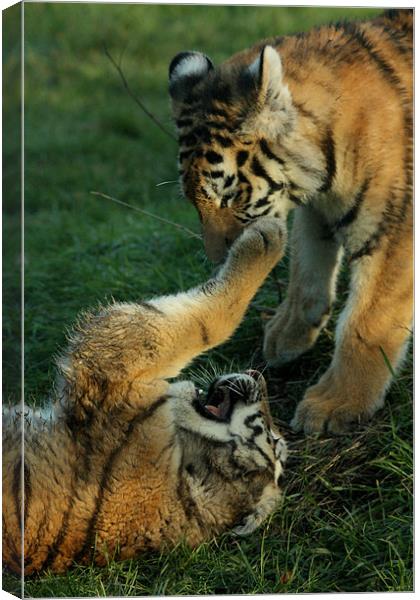 Amur Tiger Cubs Fighting Canvas Print by Selena Chambers