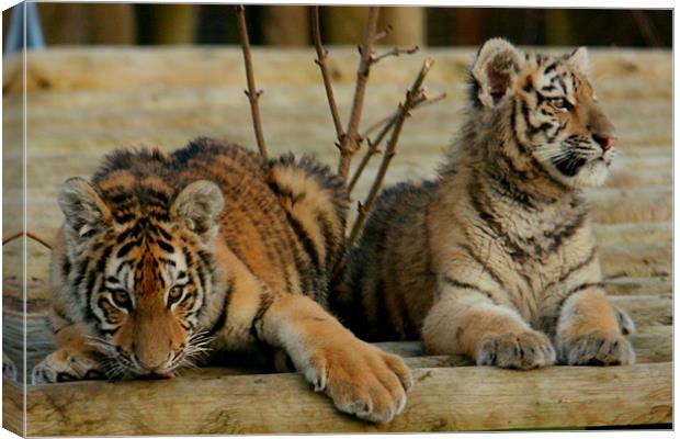 Amur Tiger Cubs Canvas Print by Selena Chambers