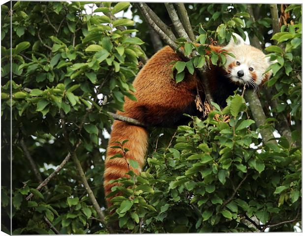 Red Panda in a Tree Canvas Print by Selena Chambers