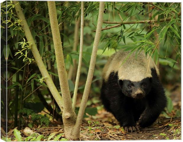 Honey Badger in the Trees Canvas Print by Selena Chambers