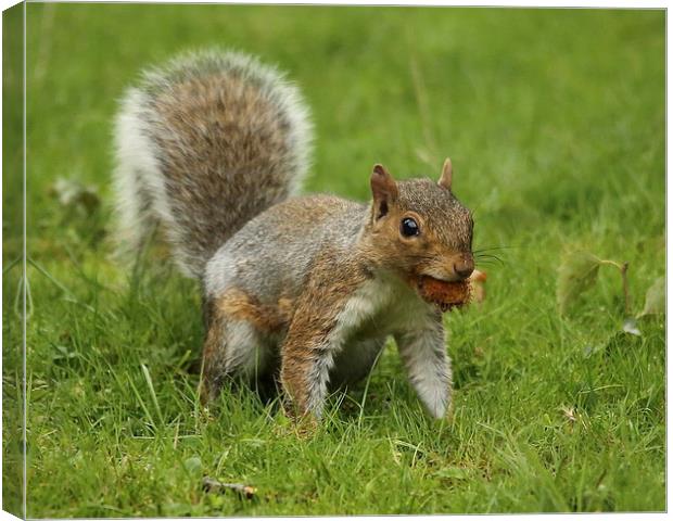 Cheeky Squirrel Canvas Print by Selena Chambers